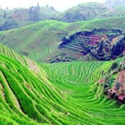 1000-year-old Long Sheng Rice Terraces