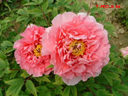 Peony, national flower of China
